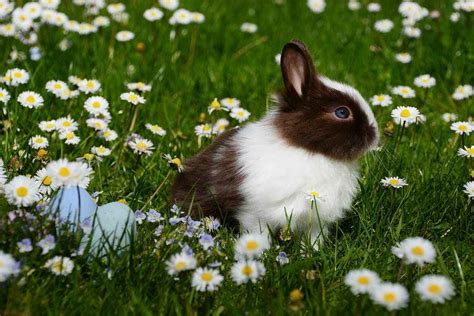 Quels Animaux Creusent Des Trous Dans Le Jardin La Maison D Hector