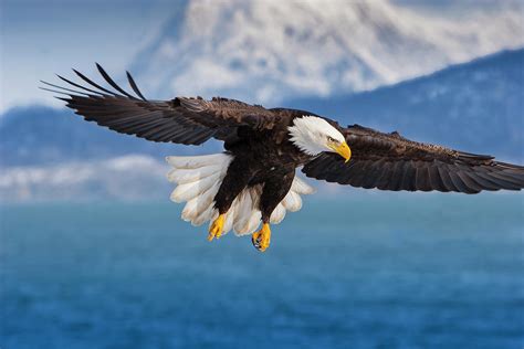 Wonders Of Alaska Bald Eagle Photograph By Mark Miller Pixels