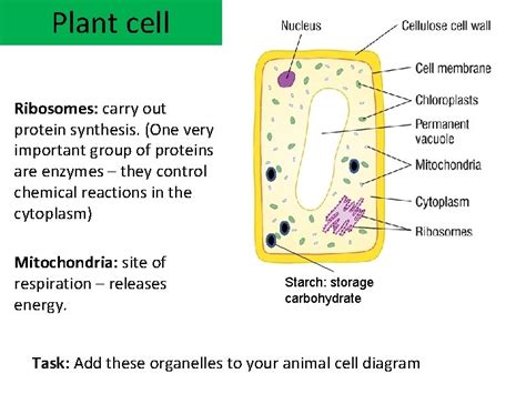 Plant cell Learning objectives Recall the levels of