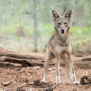 Red Wolf Conservation Virtual Event - NC State University Calendar