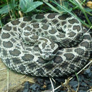 Massasauga Rattlesnake Facts and Pictures