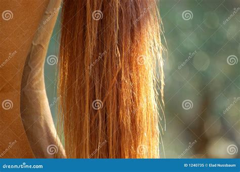 A Horse's Tail. Royalty Free Stock Photo - Image: 1240735