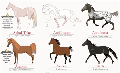 Infographic: 45 Breeds From Around the World | HORSE NATION