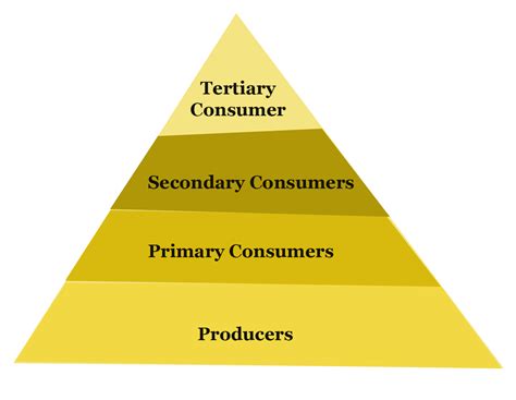 Structure of the Ecosystem | Concept, Structure & Functions