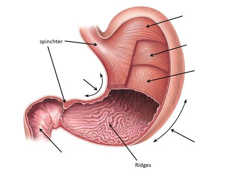 Stomach Labeling Diagram Quizlet