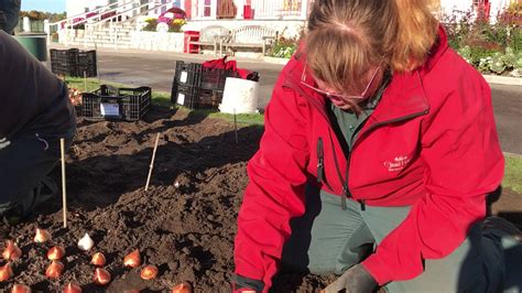 The Annual Planting Of The Tulip Bulbs Youtube