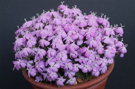 Dianthus Brevicaulis Alpine Garden Society