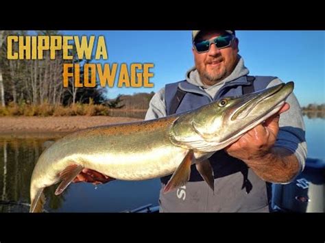 CHIPPEWA FLOWAGE MUSKY HUNT November Muskie Fishing YouTube