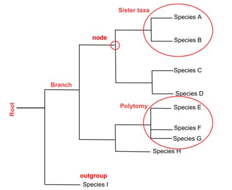 Ch 25 Phylogenies And The History Of Life Flashcards Quizlet