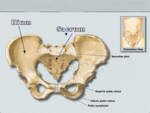 PELVIS_large-pubic-bone-pain - In Touch Physiotherapy, Singapore