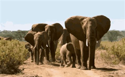 These Wise Elephant Matriarchs 13 Times Nature Didn’t Give A Damn About Your Dumb Ass