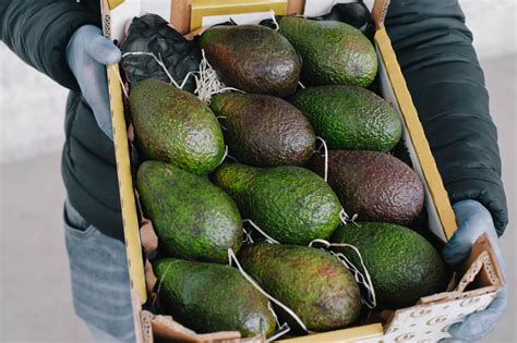 Jalisco Podría Exportar 5 Mil Toneladas De Aguacate A La Semana A Eu