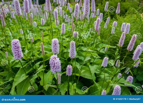 Common Bistort Stock Photo Image Of Green Summer Foliage 41602178