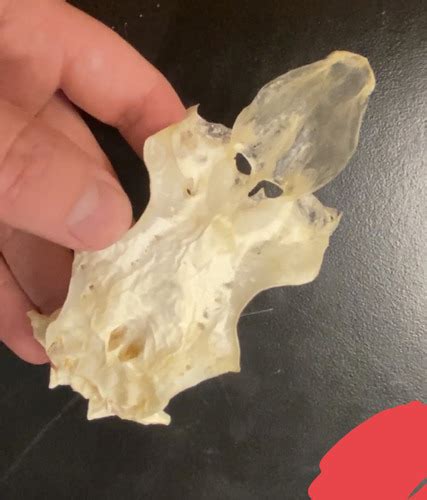 Shark Chondrocranium Splanchno Flashcards Quizlet
