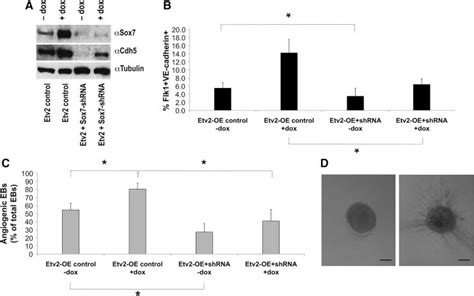 Cd Ve Cadherin Antibody