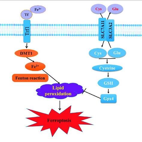 Mechanism Of Ferroptosis In Hypertension And Ischemic Stroke The