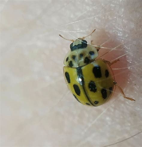 Fourteen Spotted Lady Beetle Propylea Quatuordecimpunctata Free