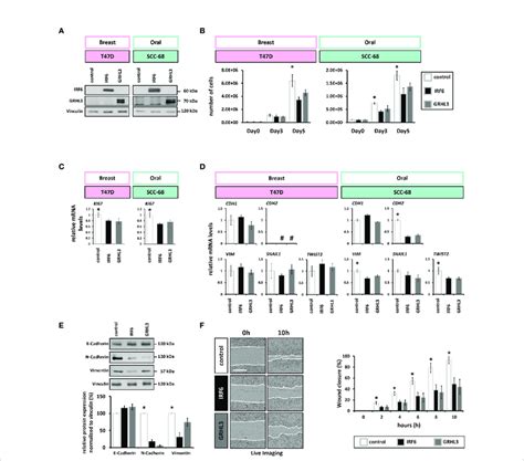 Irf6 And Grhl3 Overexpression Impairs Cancer Cell Proliferation And Download Scientific Diagram