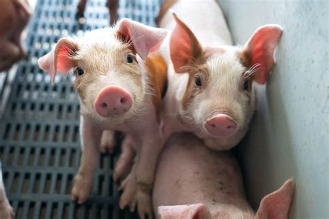 6 Practical Tips When Buying Piglets Everything To Consider Beforehand