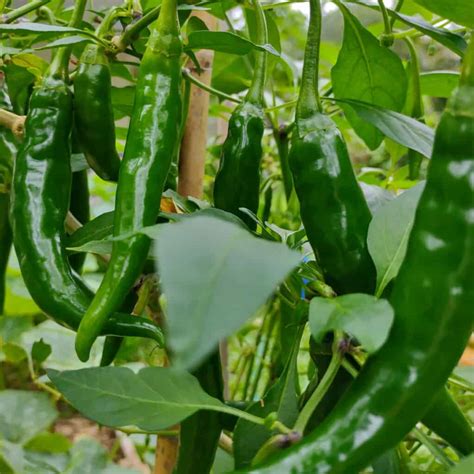 The Marvel of Growing Green Chillies - Ames Farm Center