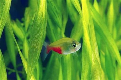 The Ultimate Care Guide For Bloodfin Tetra