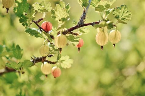 Gooseberry Fruits Red Spring Naked Stalks Poppy K Hd Wallpaper