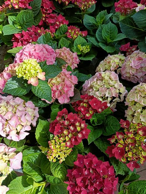 Blue Hydrangeas with Green Leaves · Free Stock Photo