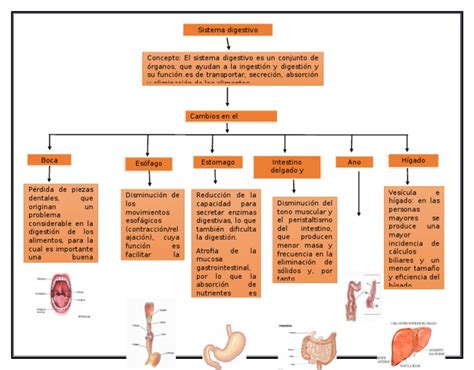 Mapa Conceptual Del Sistema Digestivo