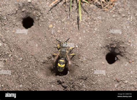 Ornate Tailed Digger Wasp Leaving Exiting Nest Hole In Ground