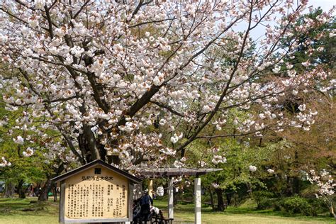 【濃紅紫色の関山が開花】弘前公園 園内の桜の様子（2023年4月25日） 弘前さくらまつり Hirosaki Cherry Blossom