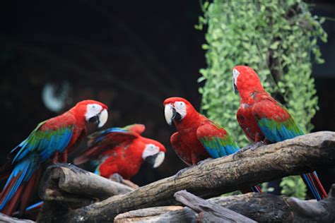 20 Guacamayas Rojas Son Liberadas En Chiapas Tras 70 Años De Extinción En Palenque Sinembargo Mx