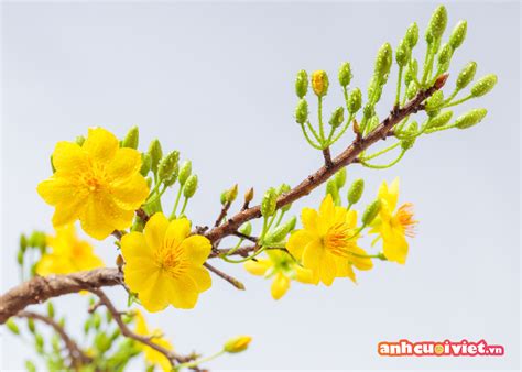 Hình Nền Hoa Mai Vàng Sắc Hoa Tươi Sáng Cho Màn Hình Của Bạn