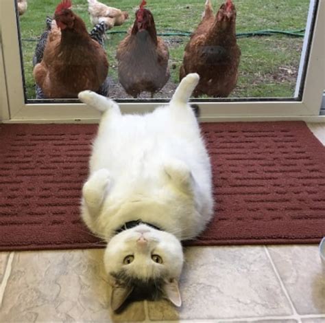 Pussy Exhibitionist YA MA DONKEY