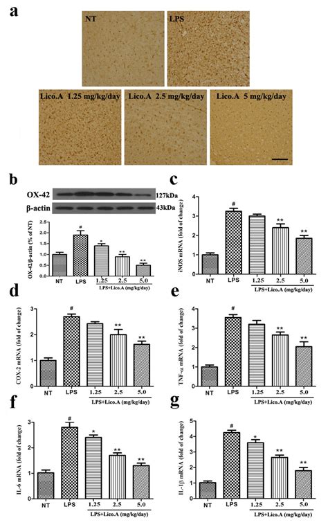 Licoa Treatment Inhibits Microglial Activation And Down Regulates Mrna