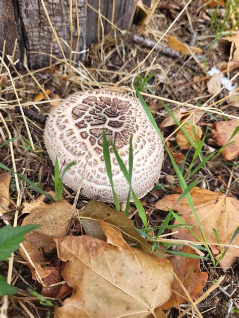 What is this mushroom? Utah : r/mushroomID