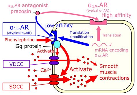 Stimulation Of L Adrenoceptor Atypical Adrenoceptor Activates