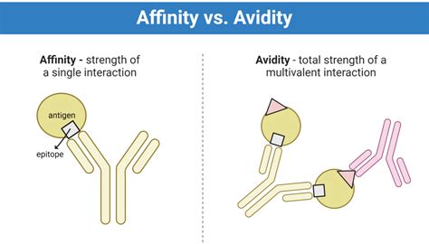 Antibody Affinity Avidity Single Vs Multivalent Interaction