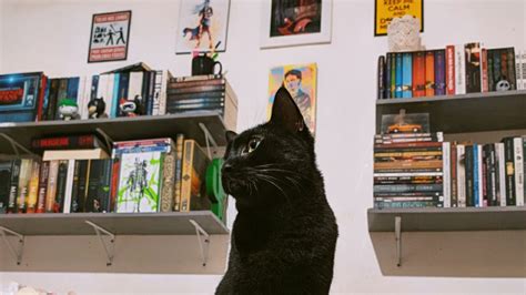 4 Gatos Enigmáticos da Literatura Imersão Literária Resenhas de