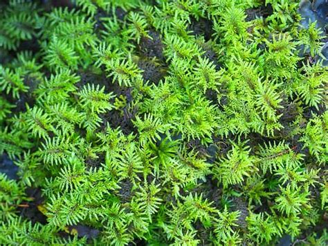 Types Of Mosses