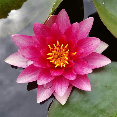 Attraction Water Lily Chalily Ponds Gardens