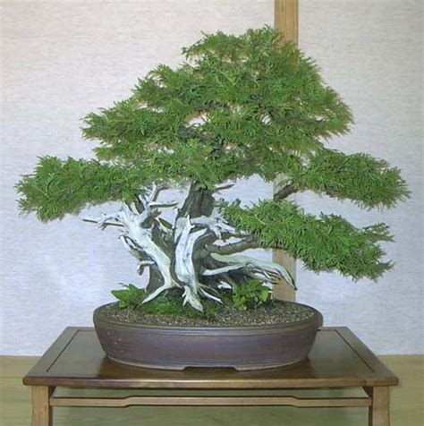 Thuja Occidentalis Northern White Cedar Arborvitae Badger Bonsai