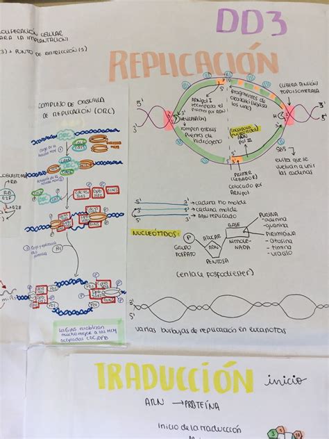 Replicaci N Del Adn Mitosis Biology Bullet Journal Planner