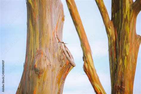 Eucalyptus Deglupta Is A Species Of Tall Tree Commonly Known As The Rainbow Eucalyptus