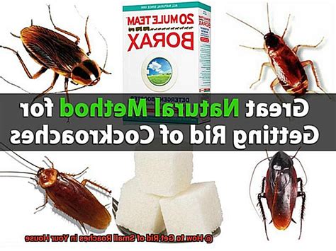 Easy Way To Get Rid Of Roaches In Home At Aidan Charles Blog
