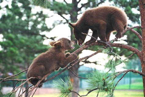 Baby Bears Playing Photograph by Marlana Holsten - Fine Art America