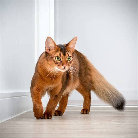 Somali Cat