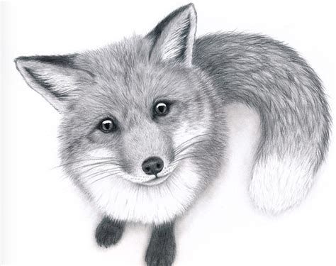 Curious Fox Fox Art Print Original Pencil Drawing Of A Red Fox Woodland