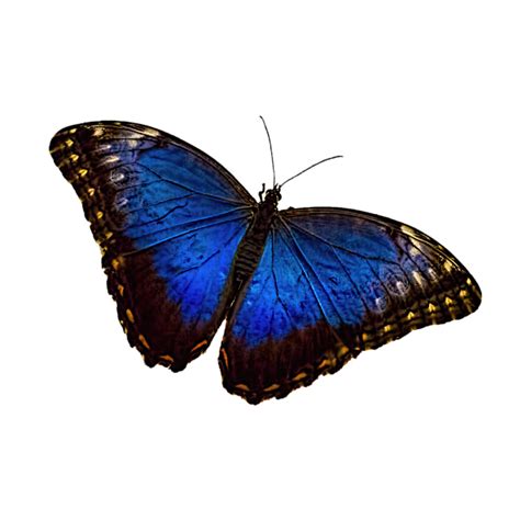 Blue Morpho Butterfly B Greeting Card For Sale By Terry Weaver