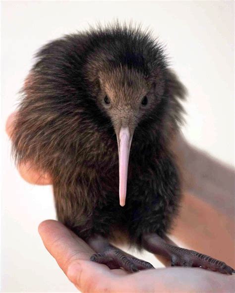 Dna Study Kiwi Lost Color Vision After Becoming Nocturnal The Columbian