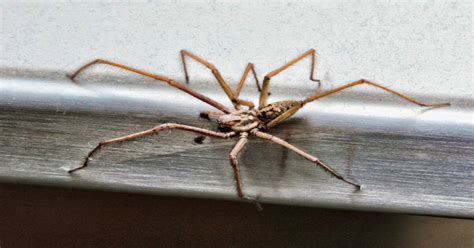 Are House Spider Bites Dangerous? Debunking Common Myths - Spiders ...